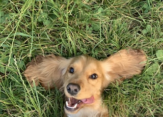 brown and white long coated small dog lying on green grass