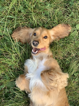 brown and white long coated small dog lying on green grass