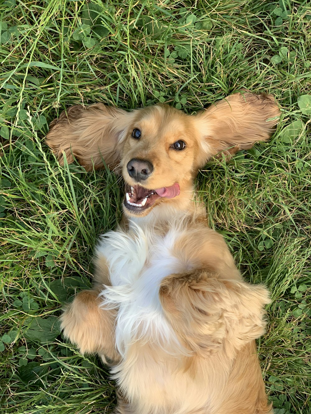 Perro pequeño de pelo largo marrón y blanco acostado sobre hierba verde