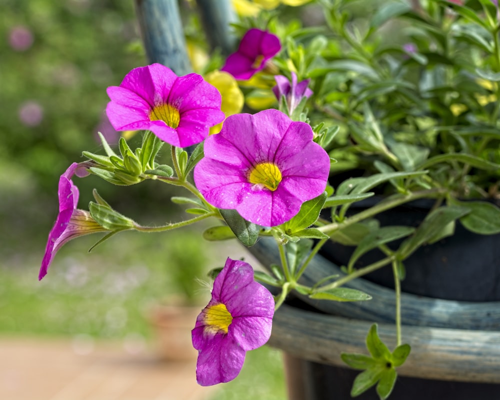 purple flower in green pot