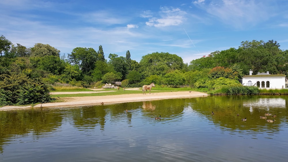 green trees beside river during daytime