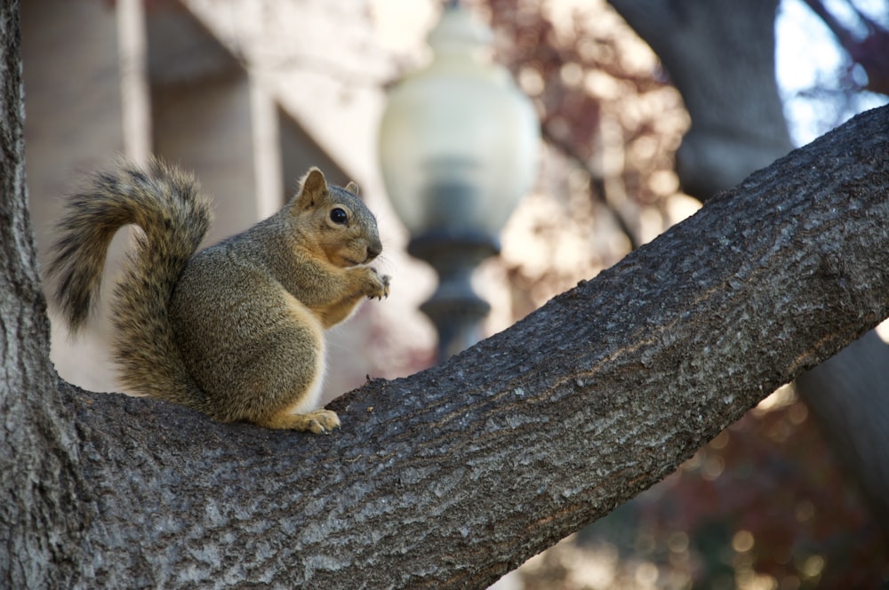 brown squirrel on brown tree trunk during daytime