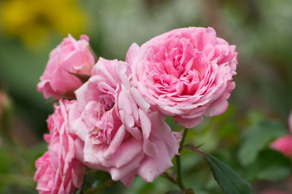 Rosa rosada en flor durante el día