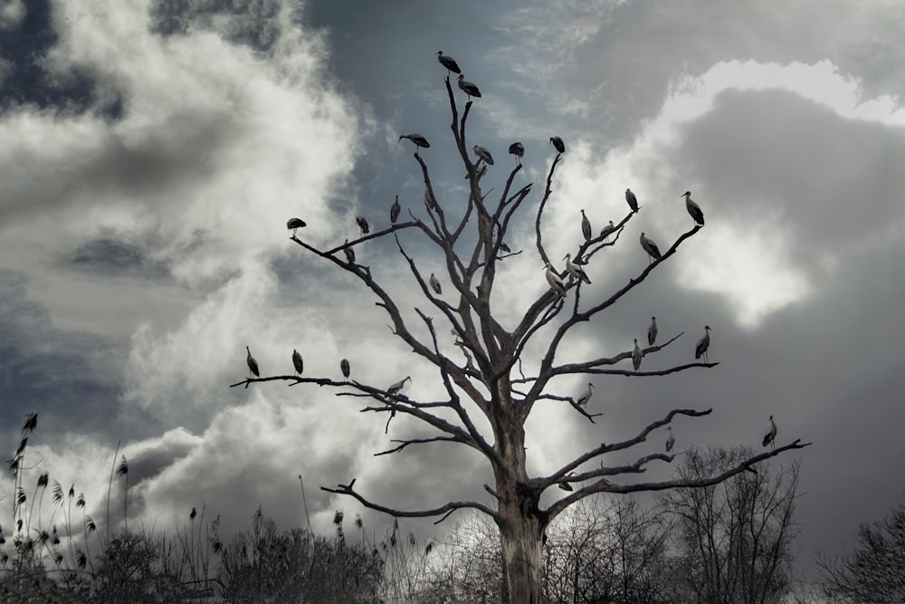 oiseaux sur arbre nu sous ciel nuageux pendant la journée