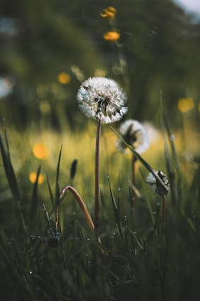 Close-up photo of a dandelion flower glowing in morning sunlight in a quiet meadow.