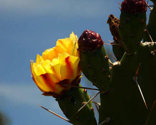 A tall, slender cactus with bright yellow flowers blooming under natural sunlight.