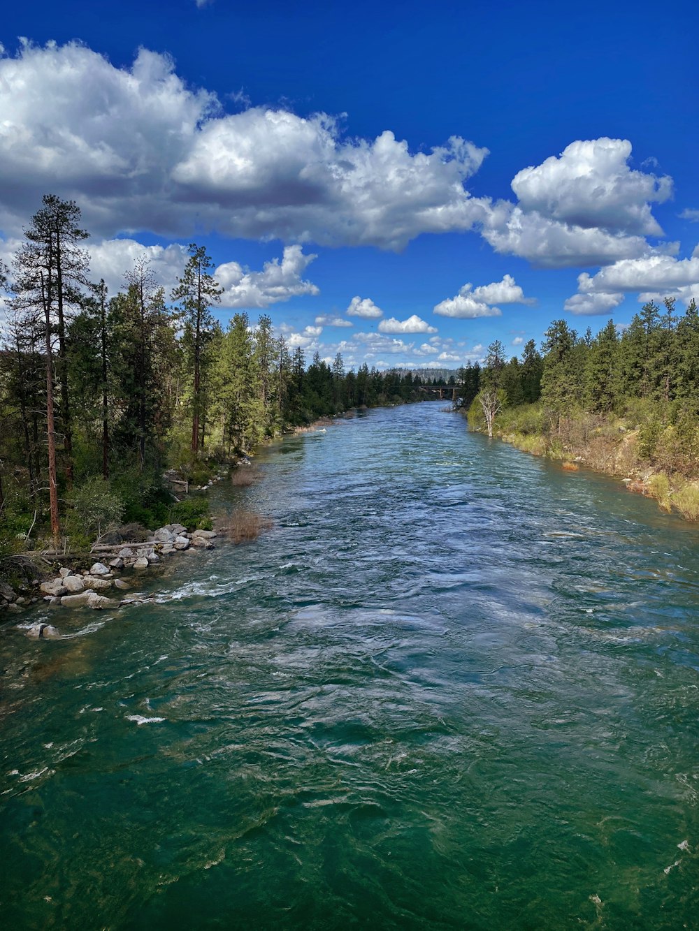 green river between green trees under blue sky and white clouds during daytime