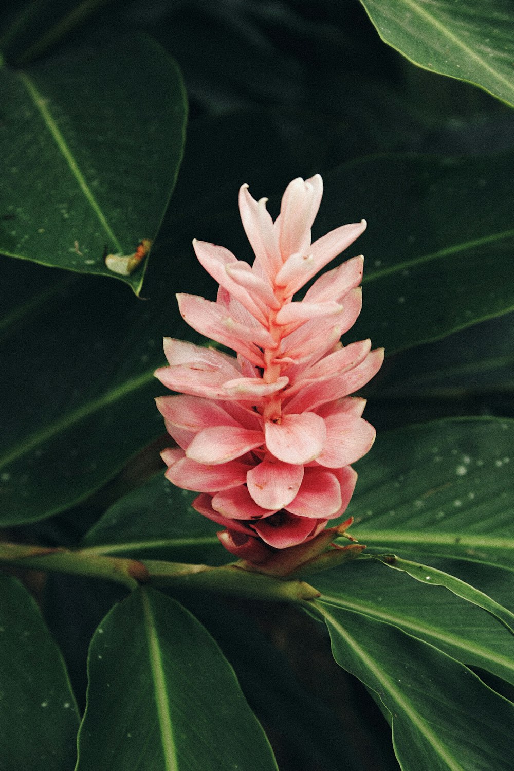 pink and white flower in macro lens