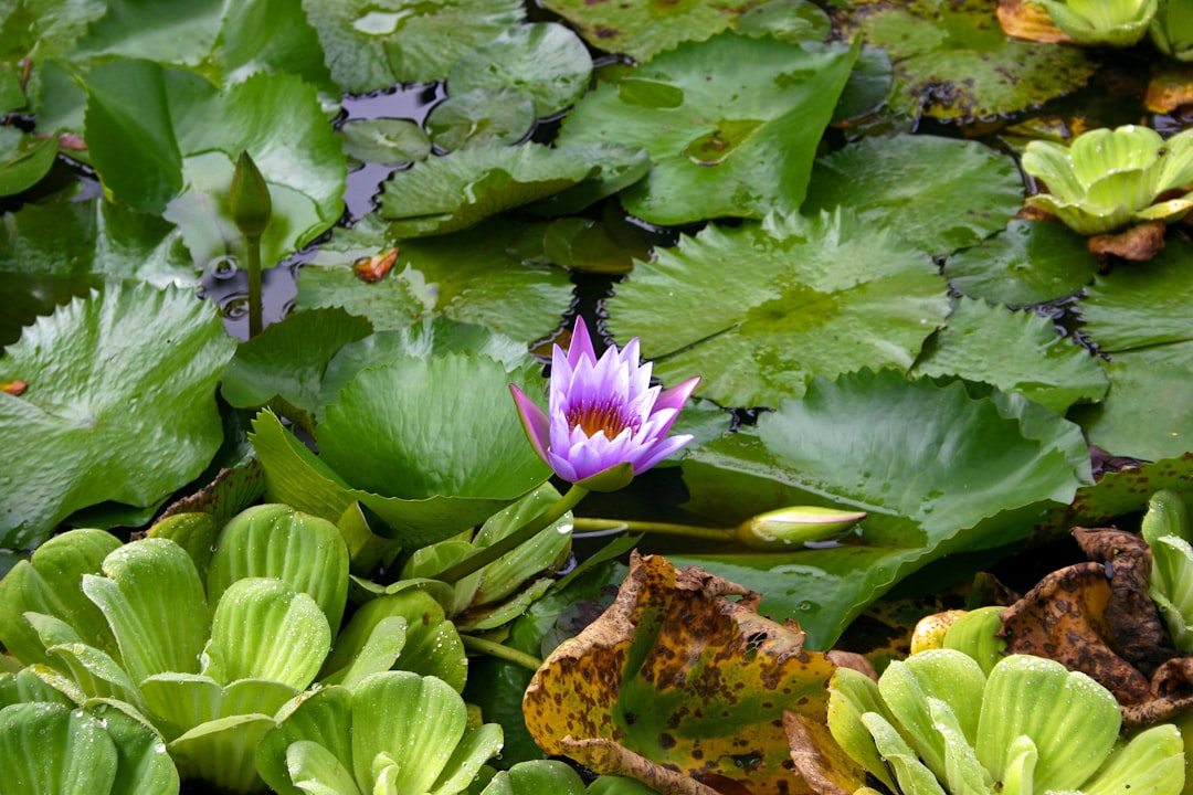 purple waterlily in bloom during daytime