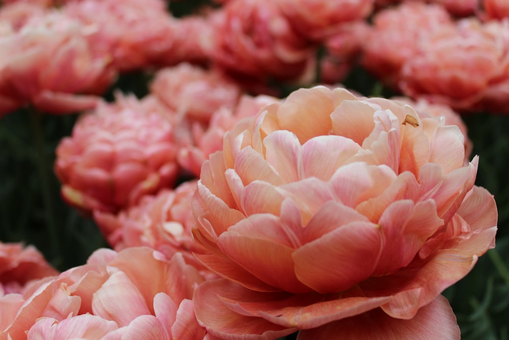 pink flower in macro shot