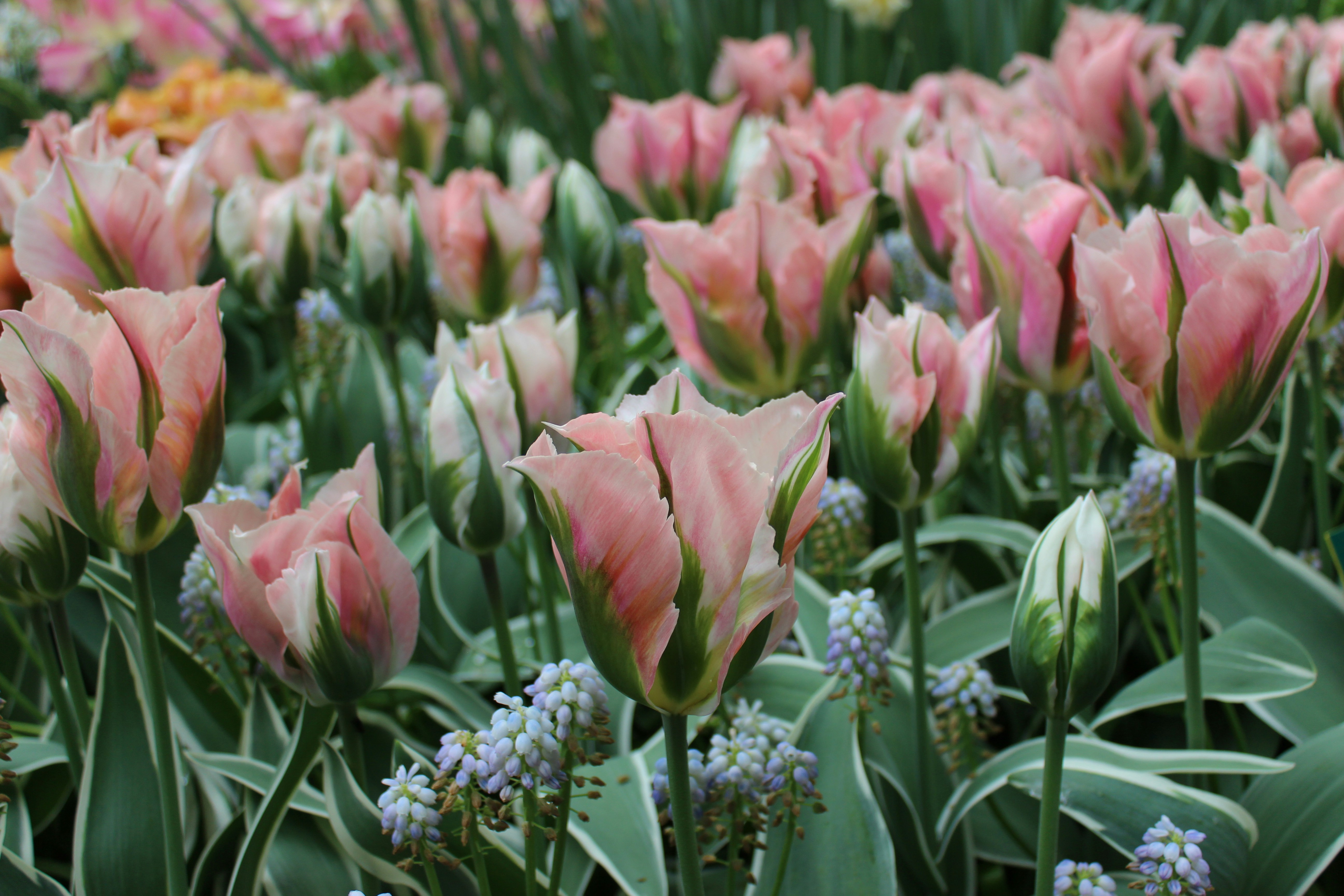 pink tulips in bloom during daytime