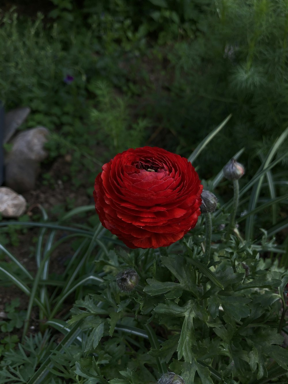 red flower on green grass