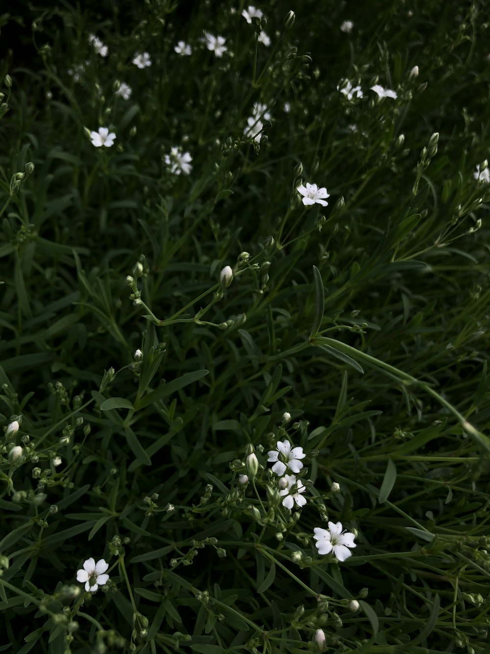 white flowers on green grass