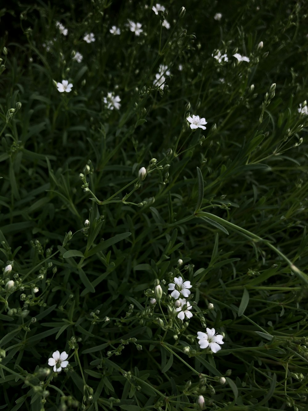 flores blancas sobre hierba verde