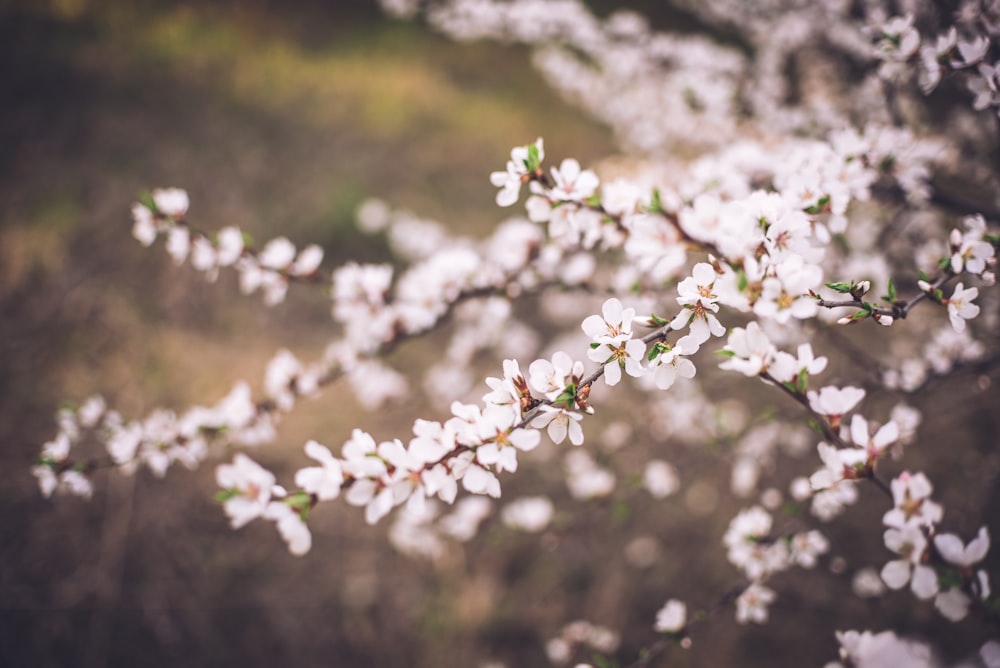 white flowers in tilt shift lens