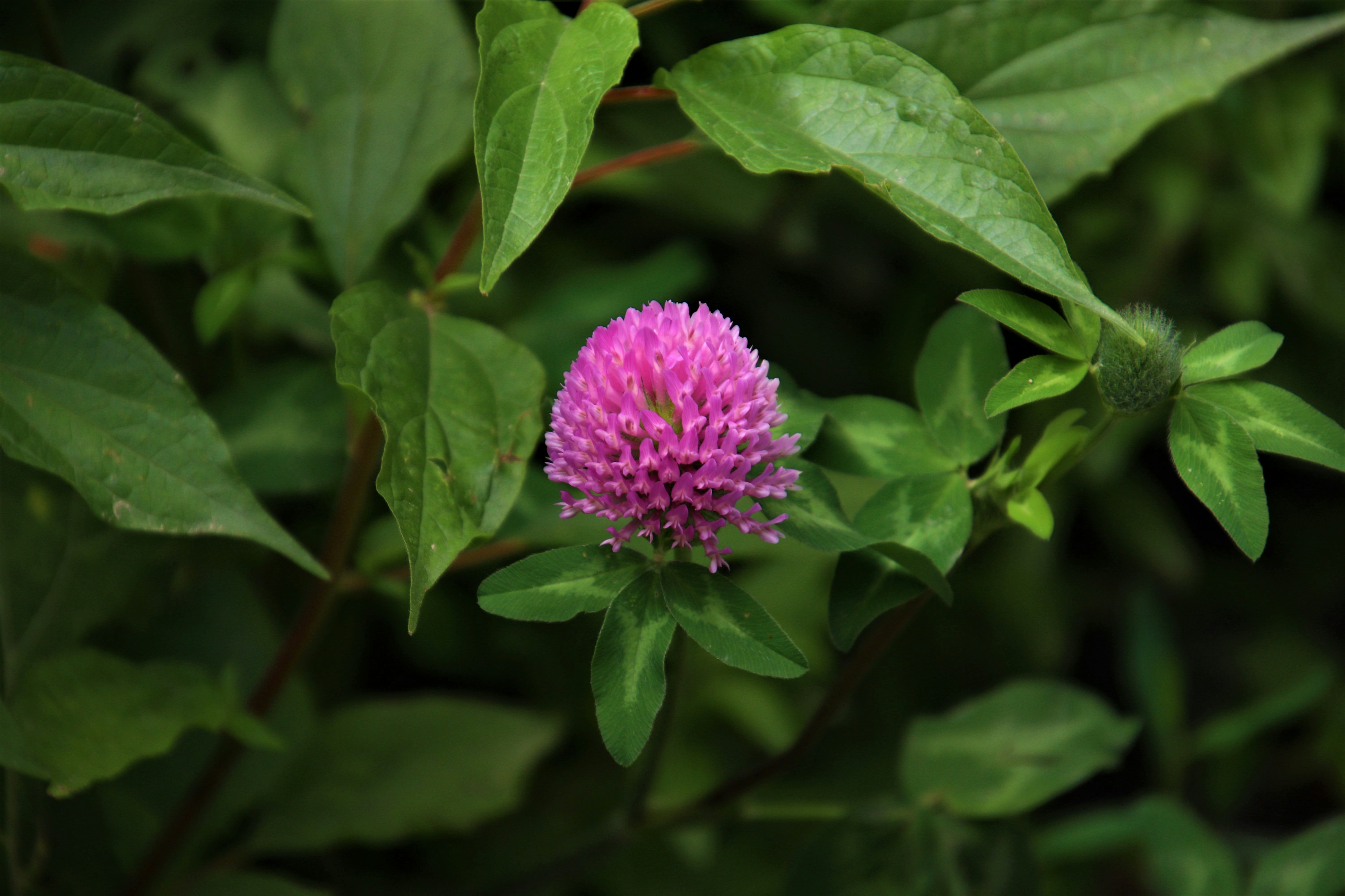 Photo by mehrdad_yarahmadi