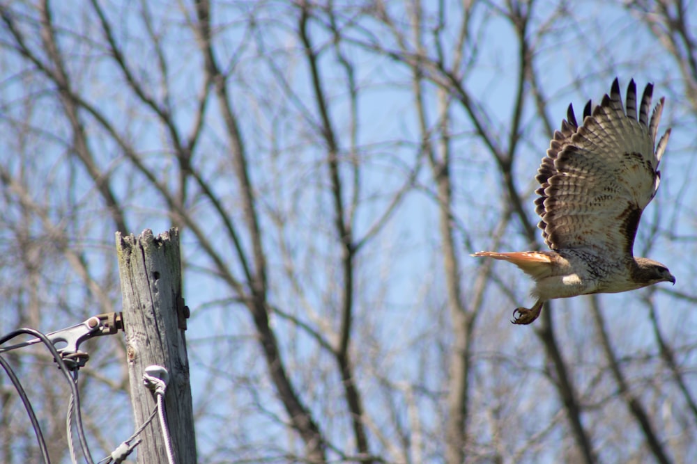 brown and white bird flying over bare tree during daytime