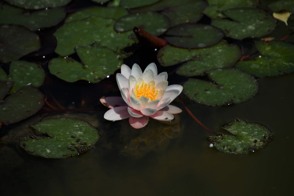 pink lotus flower on water