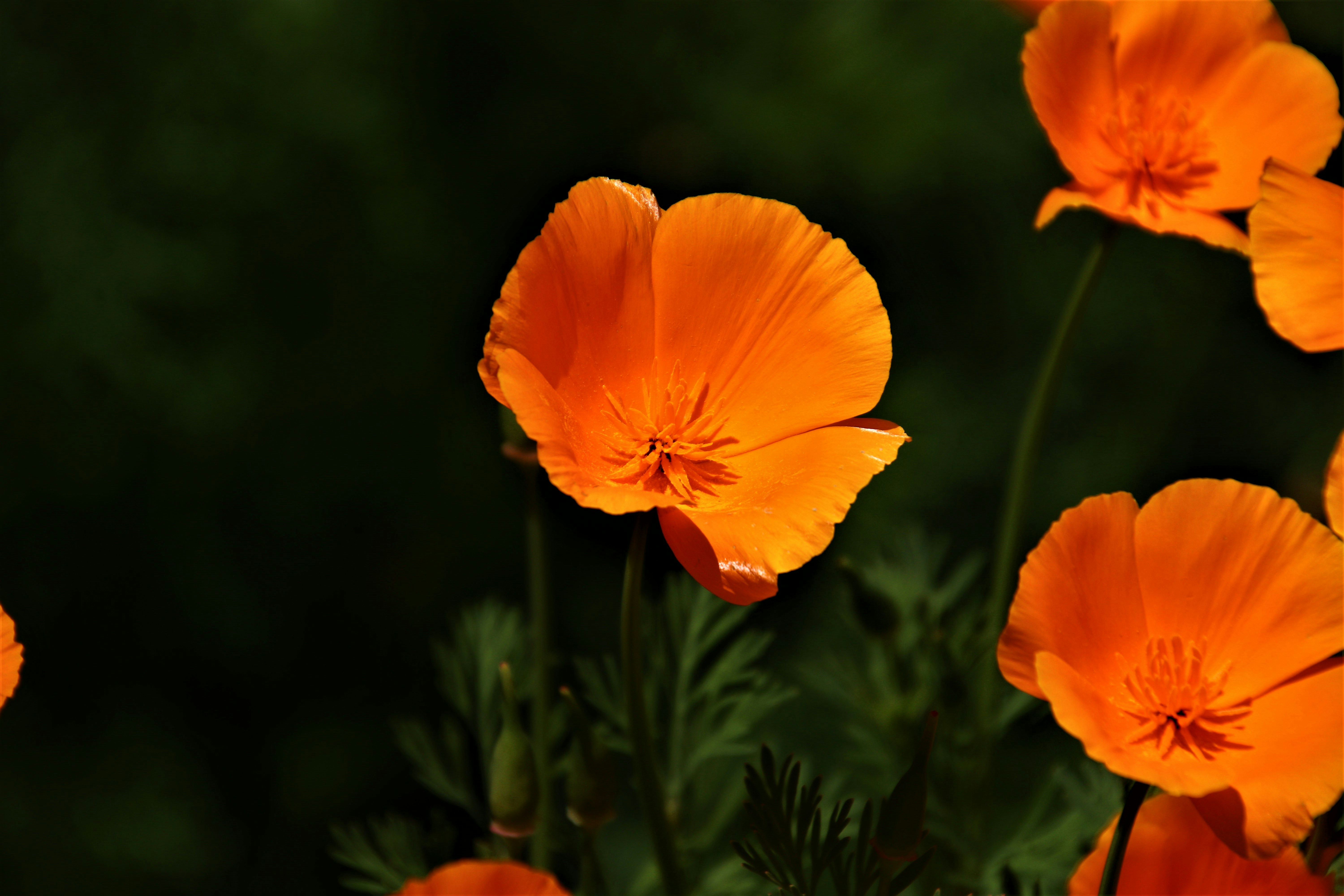 Photo by mehrdad_yarahmadi