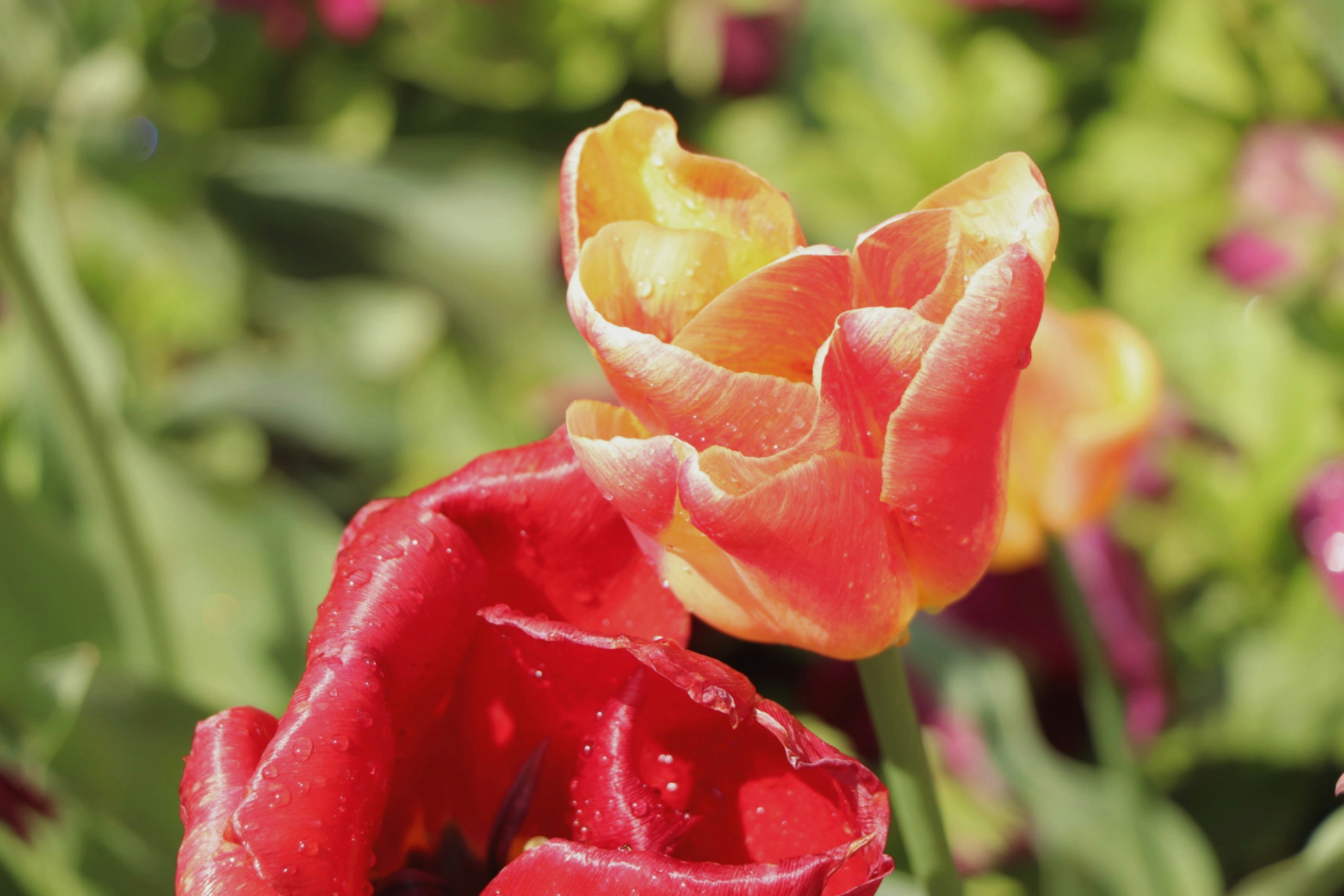 Photo by mahyar_mirghasmi