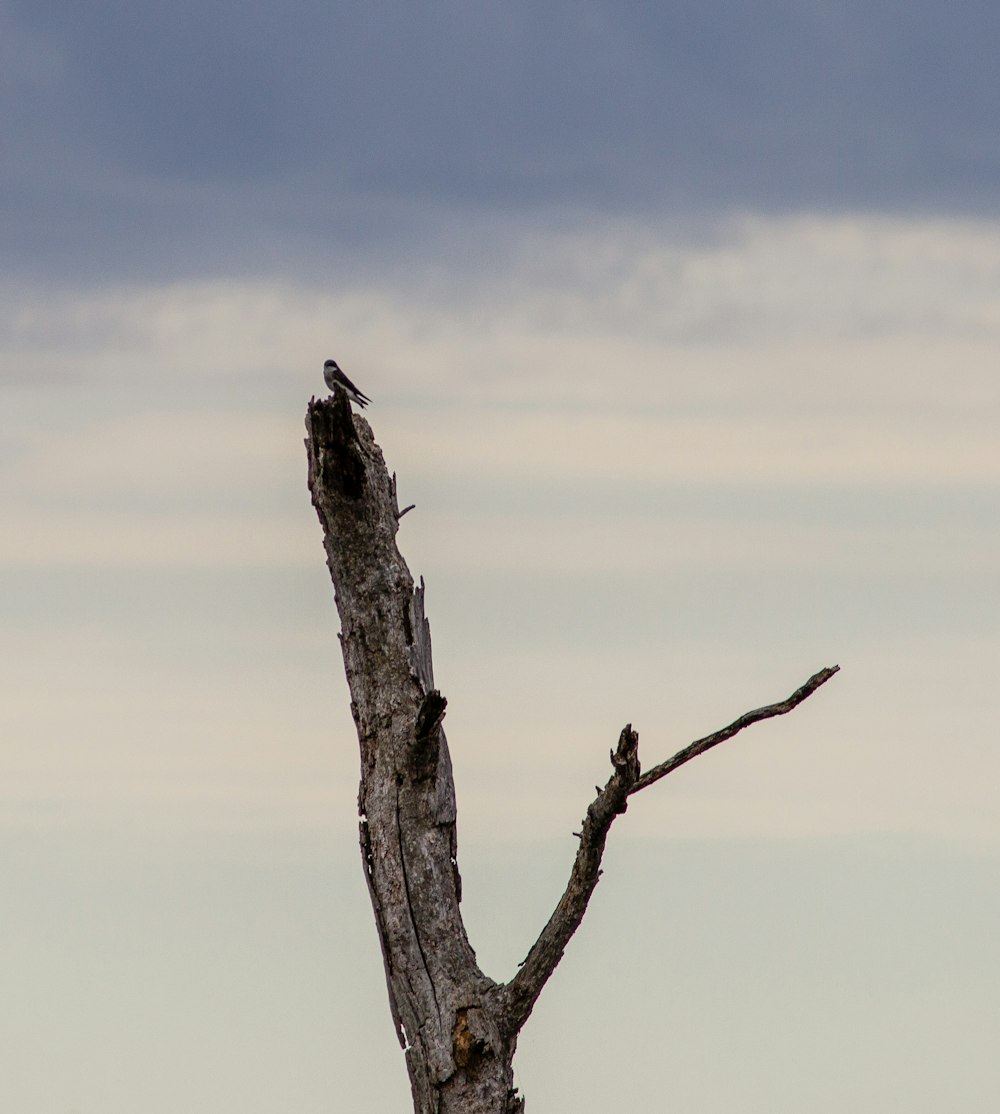 昼間の茶色い木の枝にとまる黒い鳥