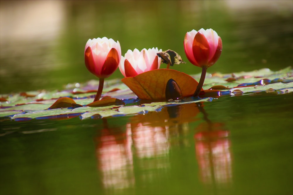 red and white lotus flower on water