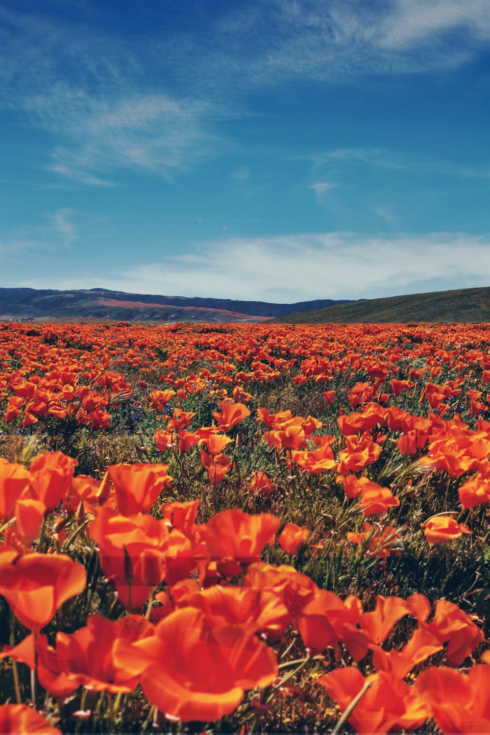 rotes Blumenfeld unter blauem Himmel tagsüber