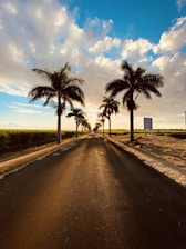 palm tree on brown sand near sea under blue sky during daytime