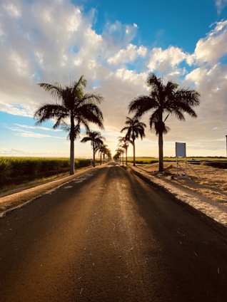 palm tree on brown sand near sea under blue sky during daytime