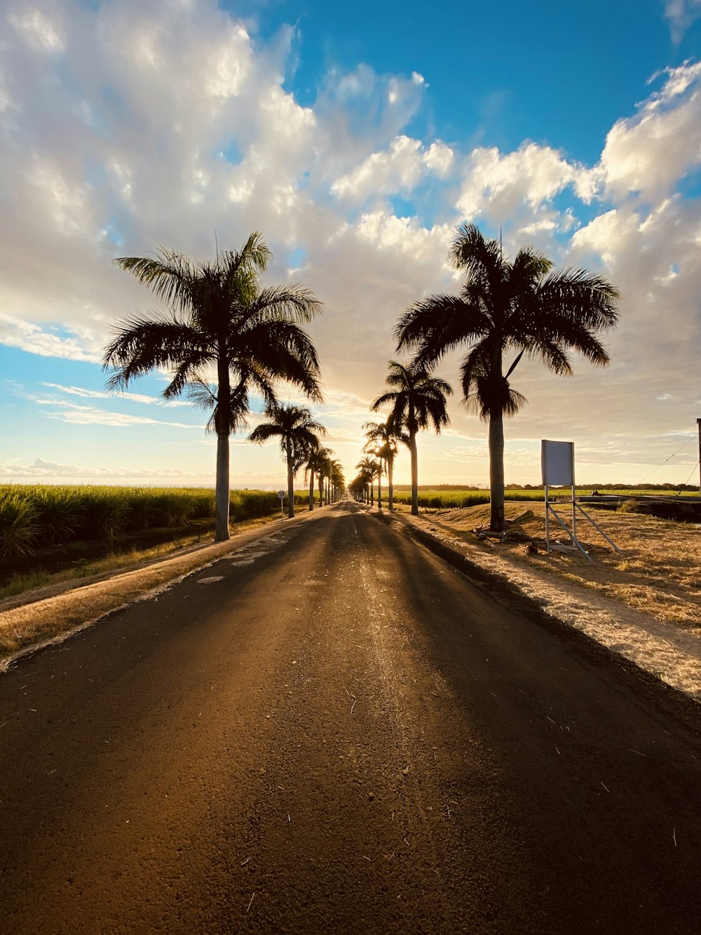 palm tree on brown sand near sea under blue sky during daytime