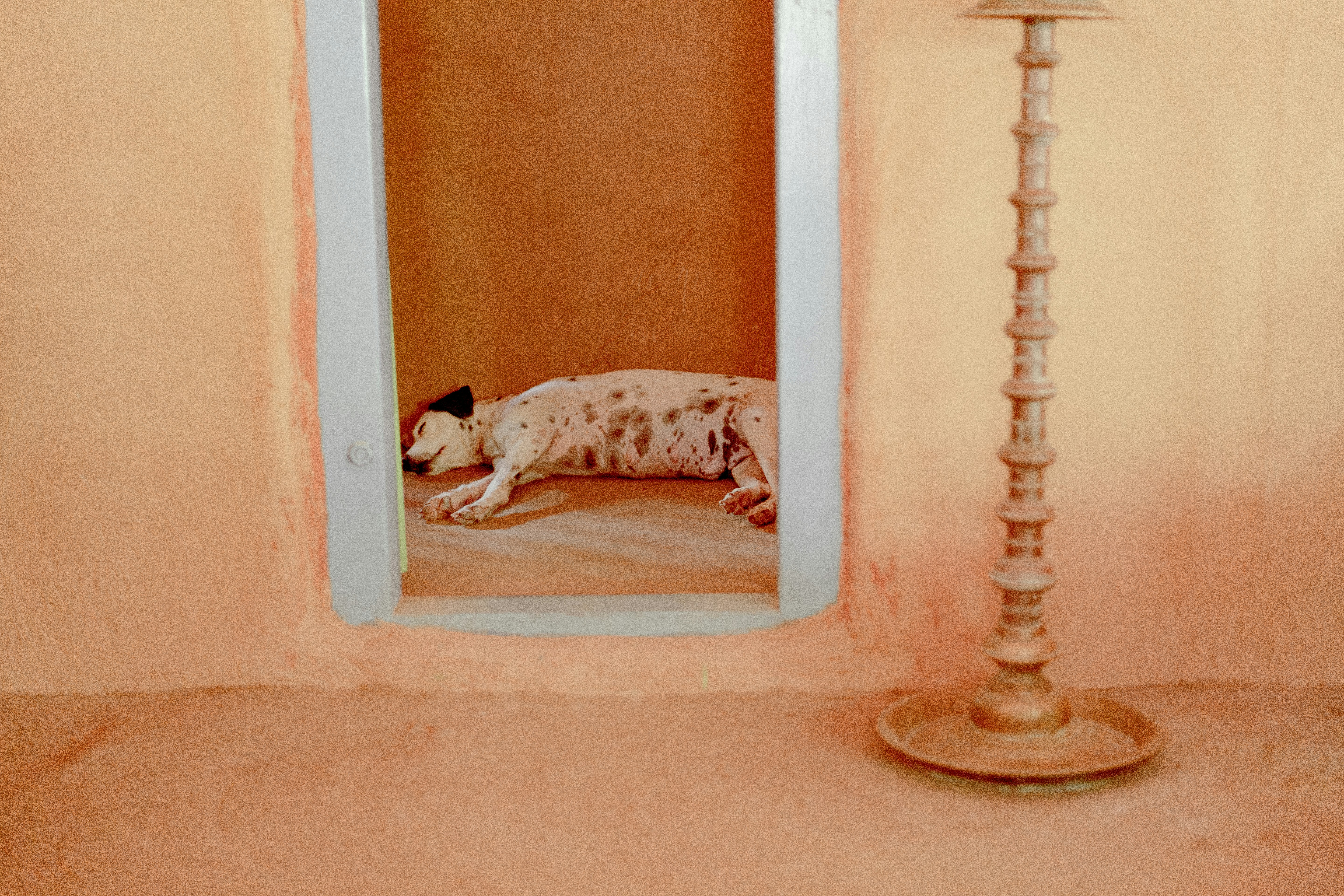 Dog taking a rest at Ulpotha yoga retreat, Sri Lanka