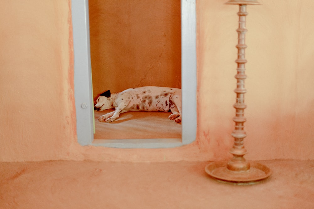 dalmatian dog lying on white and black cat bed