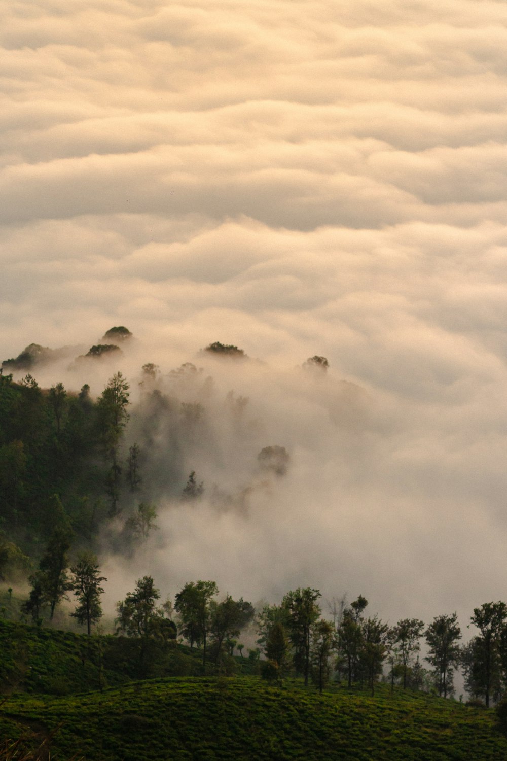 green trees under white clouds