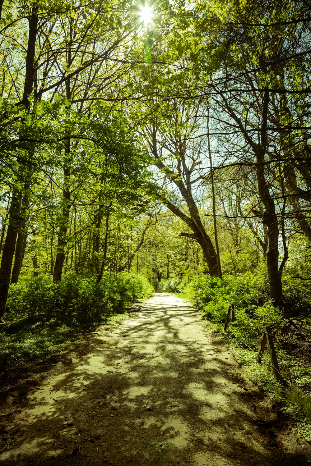 green trees on brown dirt road during daytime