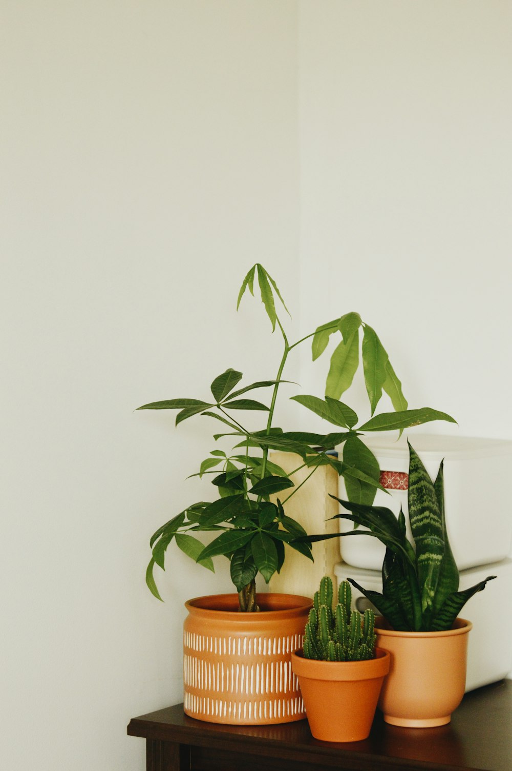 茶色の土鍋に緑の植物