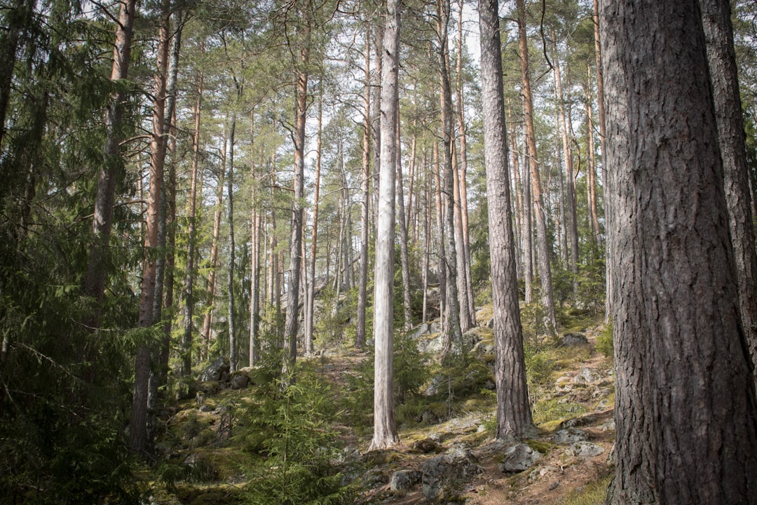 travelers stories about Forest in Espoo, Finland