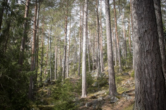 green trees on forest during daytime in Espoo Finland