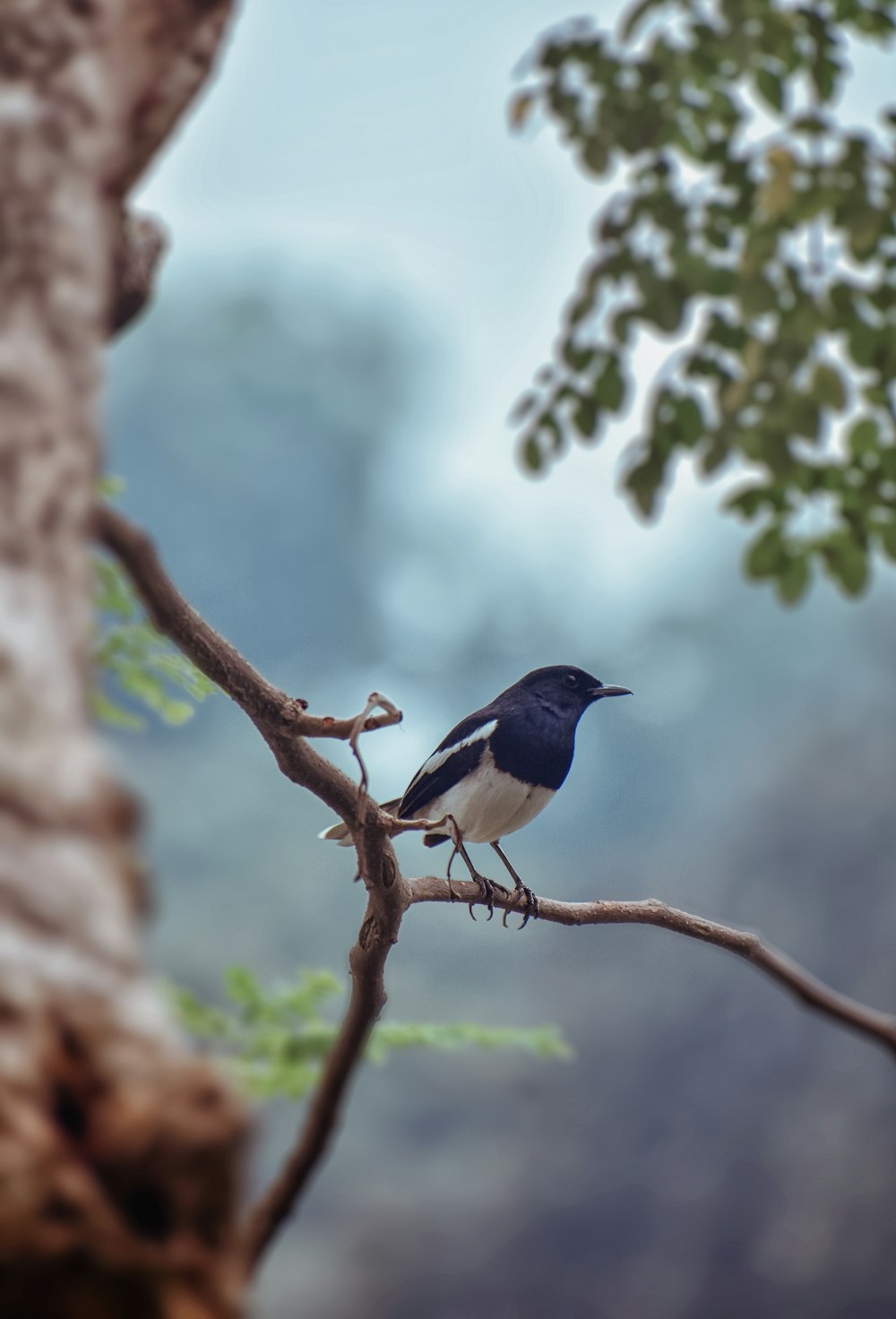 pássaro preto e branco no galho da árvore durante o dia