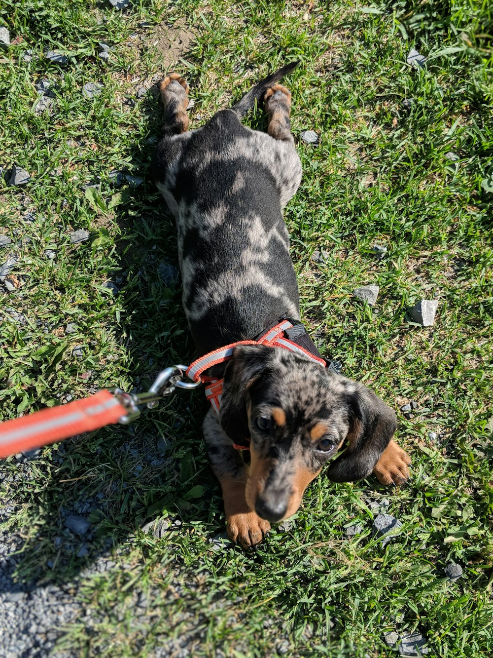 black and brown short coated dog on green grass