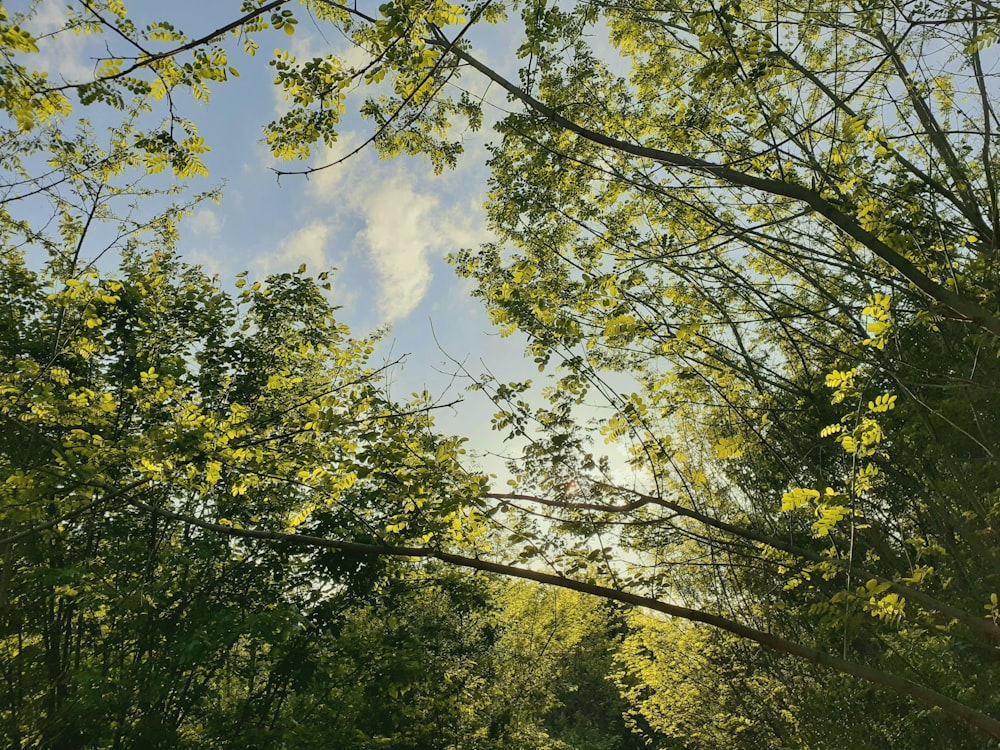 green trees under blue sky and white clouds during daytime