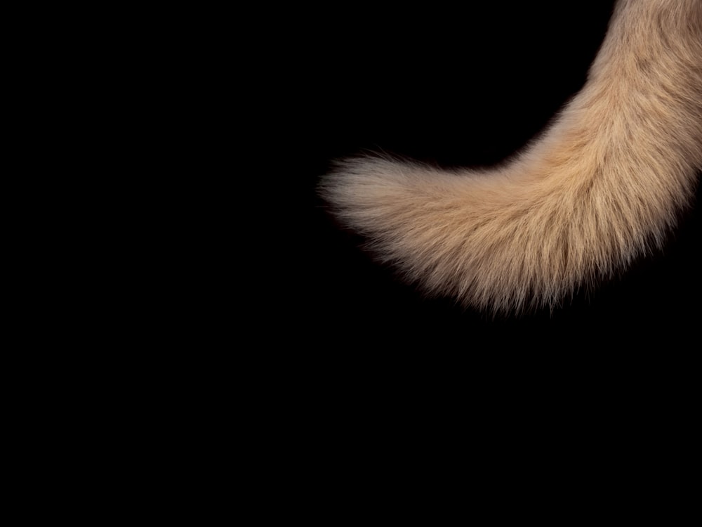 brown animal tail clip art