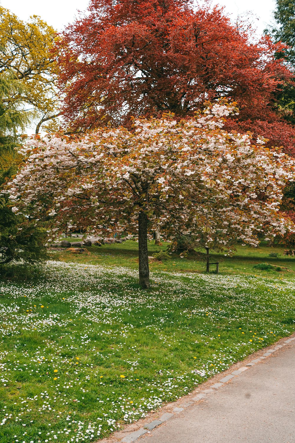 brown leaf tree on green grass field during daytime