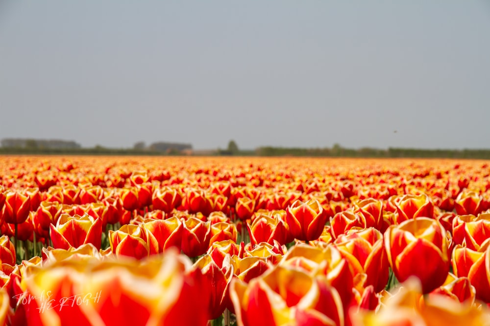red and yellow tulips field during daytime