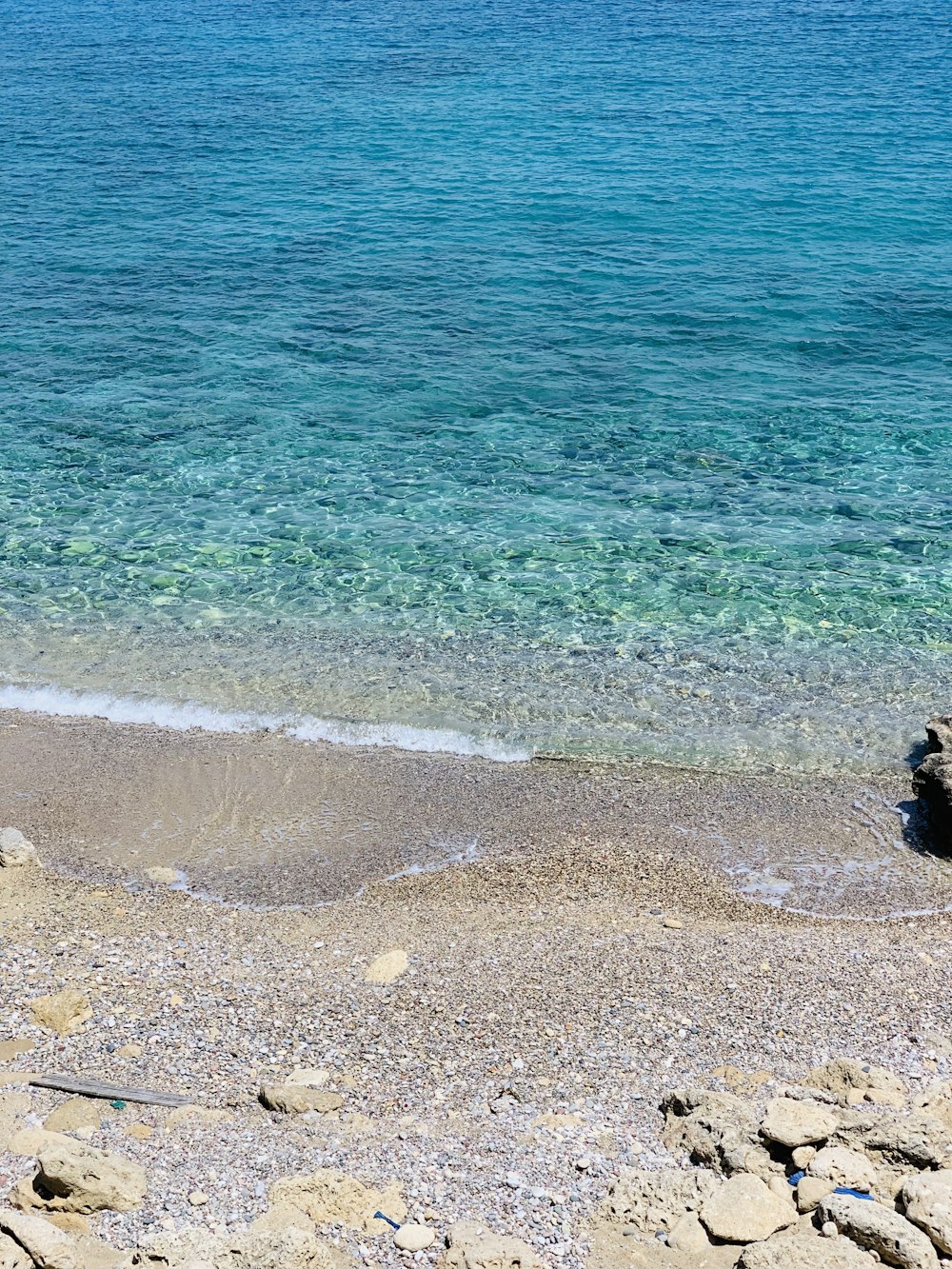 black labrador retriever on beach shore during daytime