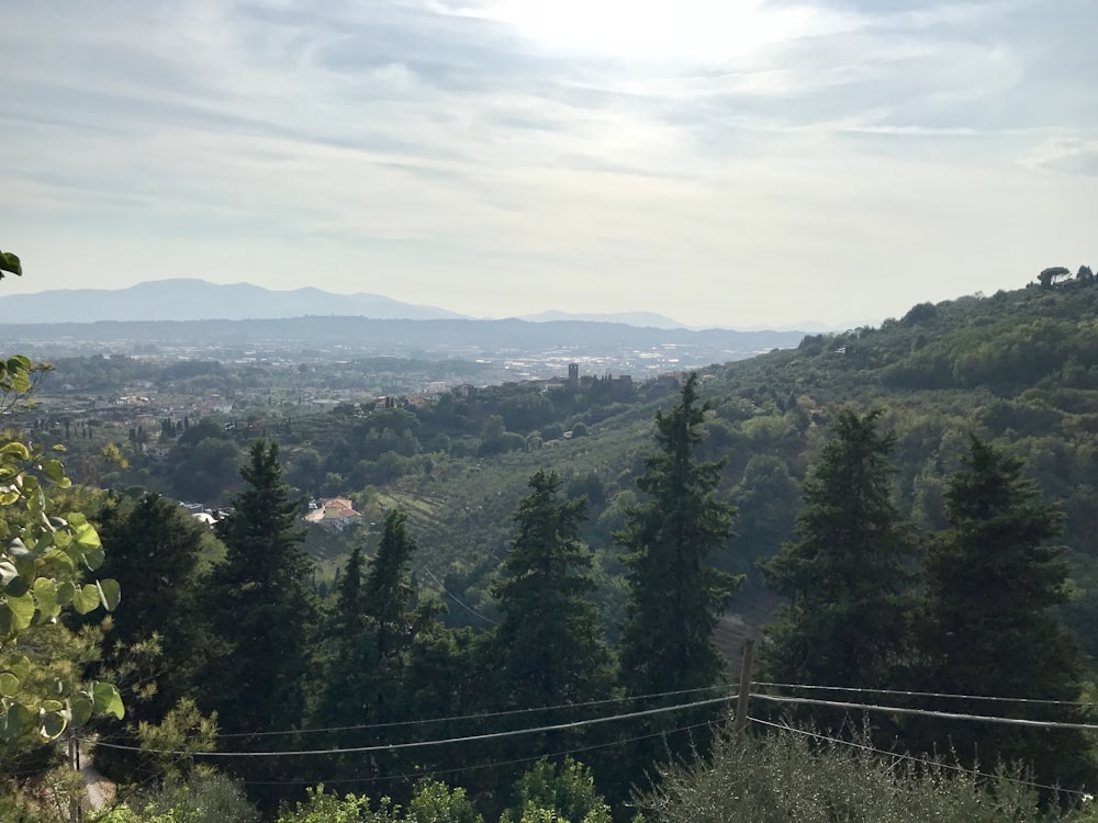 green pine trees on mountain during daytime