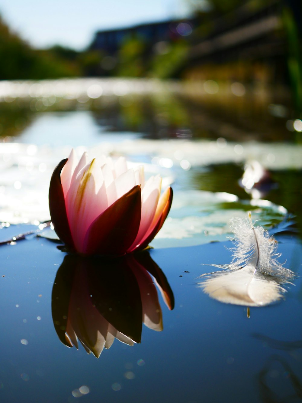 white and pink lotus flower on water
