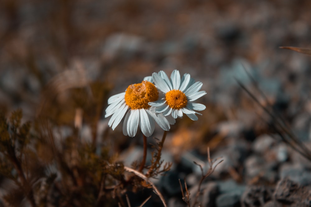 white daisy in tilt shift lens