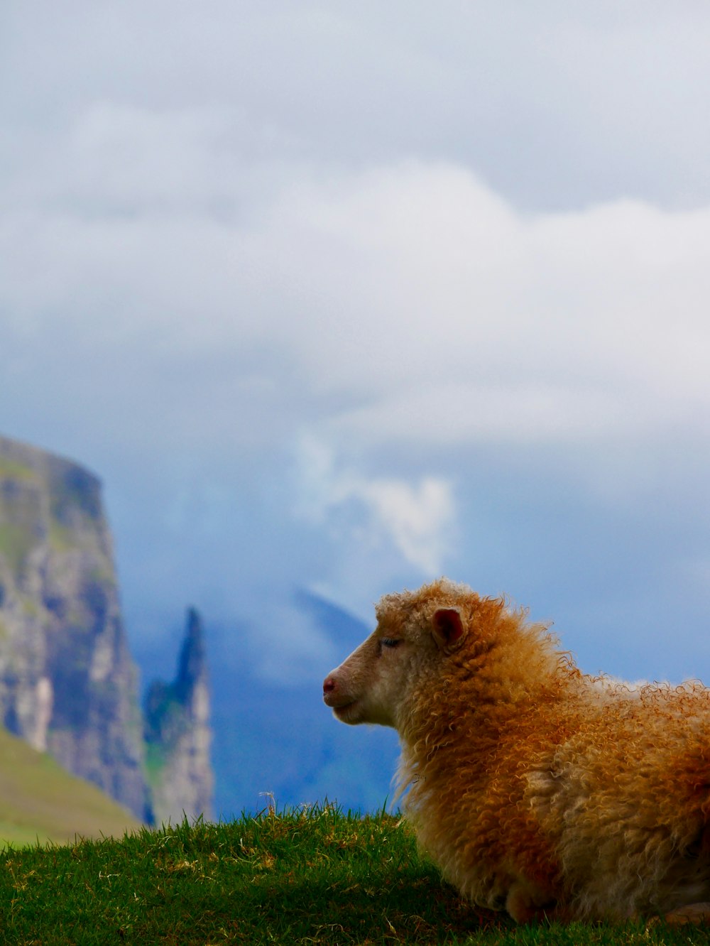 brown bear on green grass during daytime