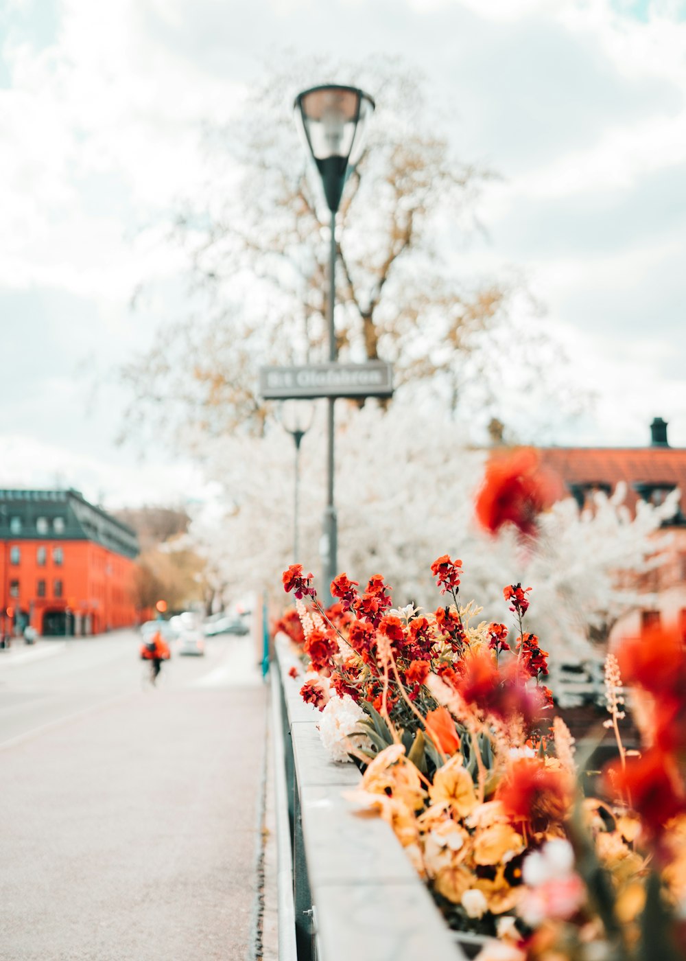 red and white flowers on street during daytime