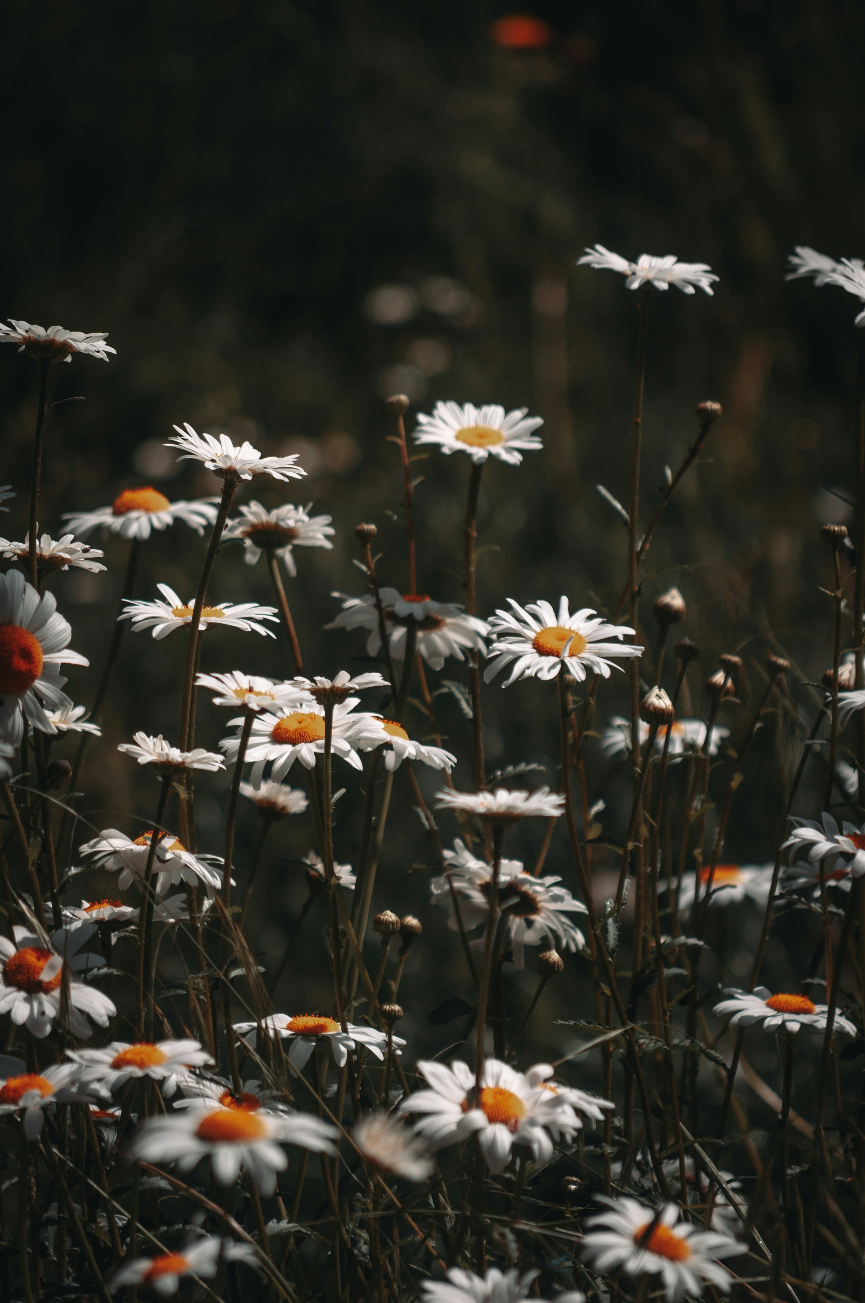 白とオレンジのデイジーの花の写真 Unsplashで見つけるパリの無料写真